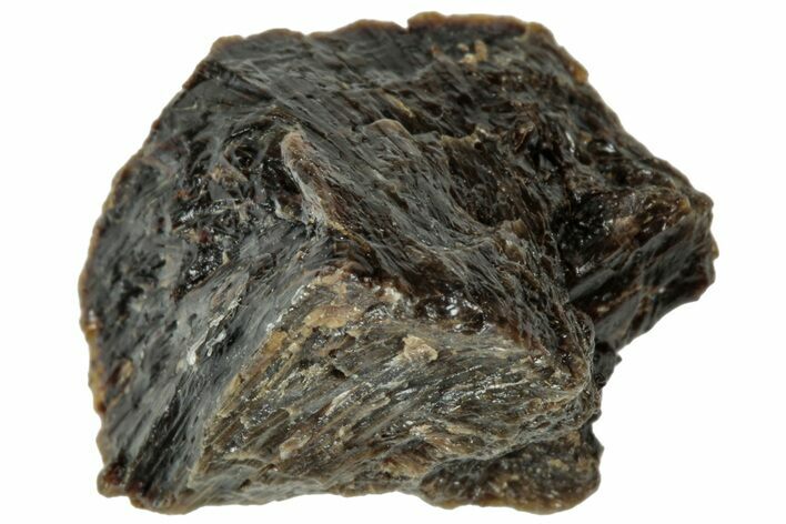 Fossil Tyrannosaur (T rex) Bone Section - Wyoming #313875